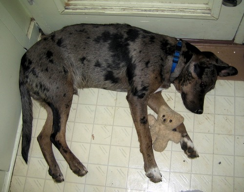 World's largest lap dog.