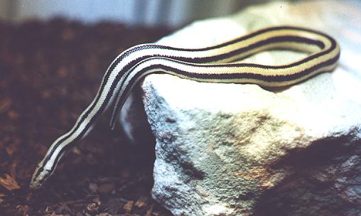 Cocoa, a Mexican Rosy Boa and personal friend of mine.