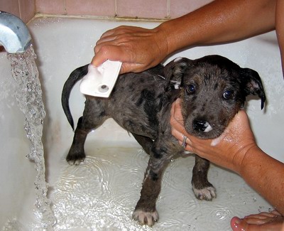 Bilbo's bathtime.